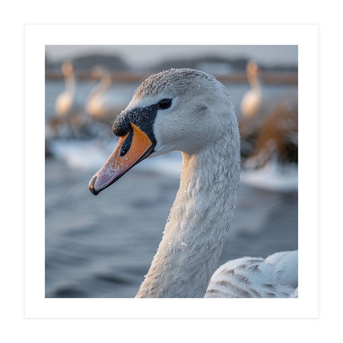 Majestic Swan Portrait In Snowy Waters (Print Only)