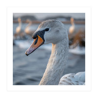 Majestic Swan Portrait In Snowy Waters (Print Only)