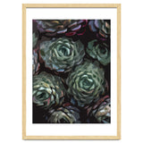 Succulent Plant Ii thumbnail
