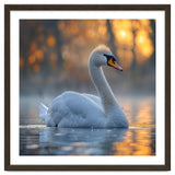 Beautiful Swan Floating On Water At Sunset thumbnail