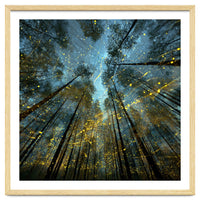 Enchanted Night Forest with Glowing Fireflies