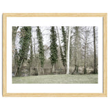 Sole white birch in the trees thumbnail