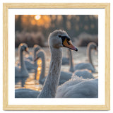 Close Up Of Swan With Water Droplets At Sunrise thumbnail