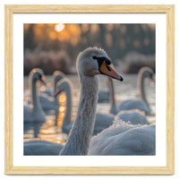 Close Up Of Swan With Water Droplets At Sunrise