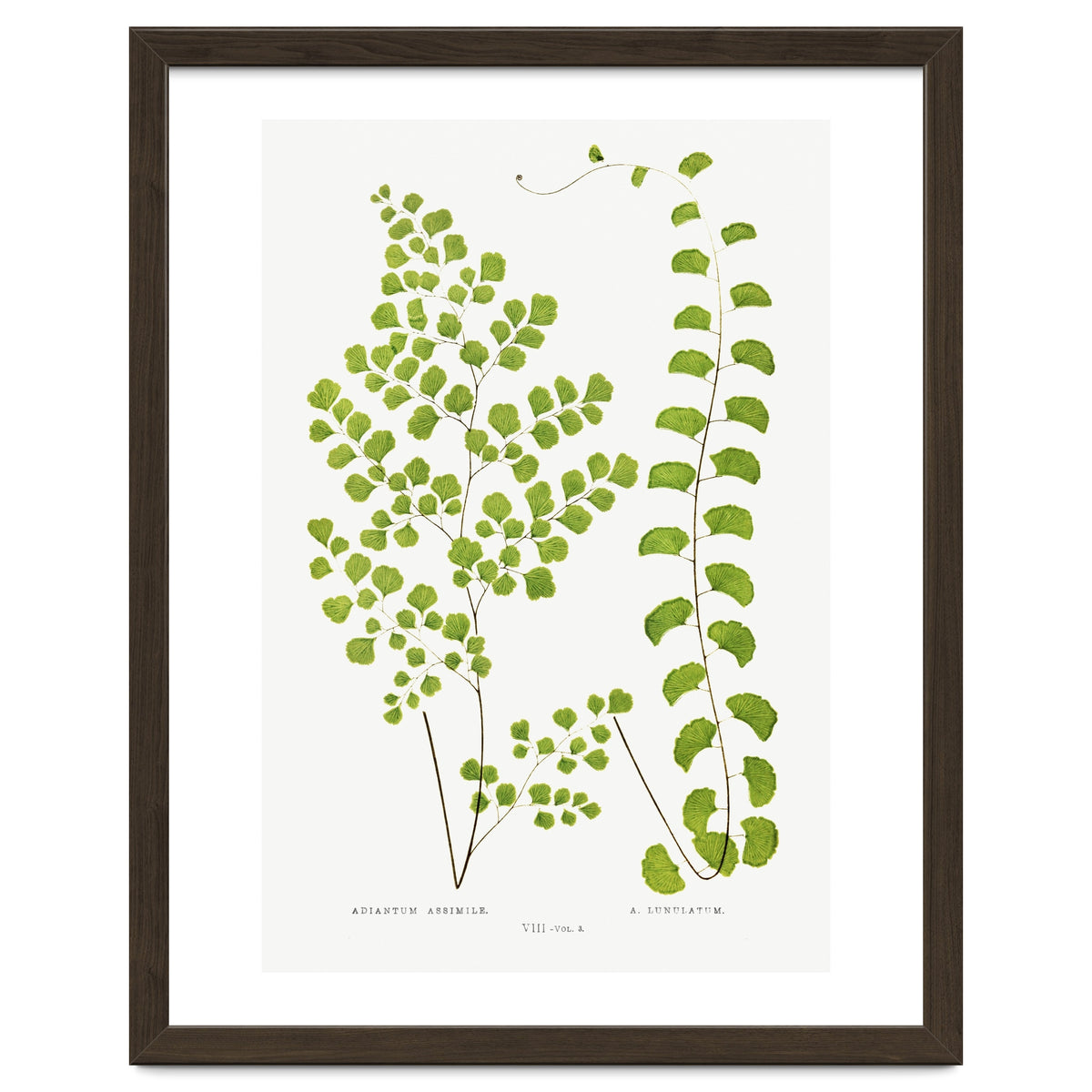 Edward Joseph Lowe – Adiantum Assimile and Adiantum Lunulatum (1856–1860)