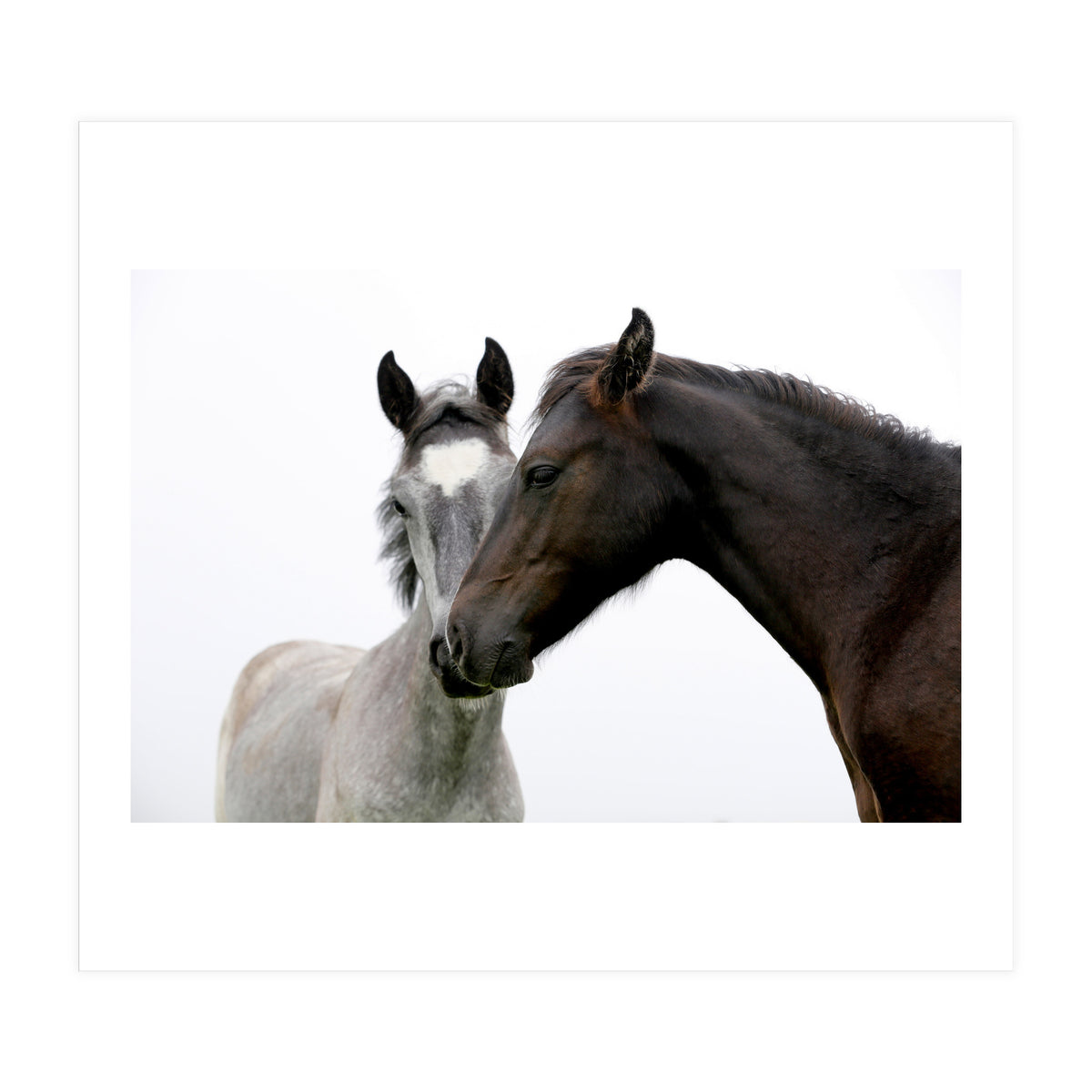 Two Horses (Print Only)