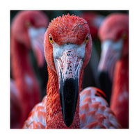 Close Up Of A Flamingo Bird Face, Pink Feathers (Print Only)