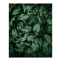 New Foliage Green Ii (Print Only)