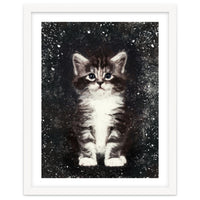 Bicolor Cute Kitten Portrait