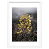 Yellow flowers in the mountains