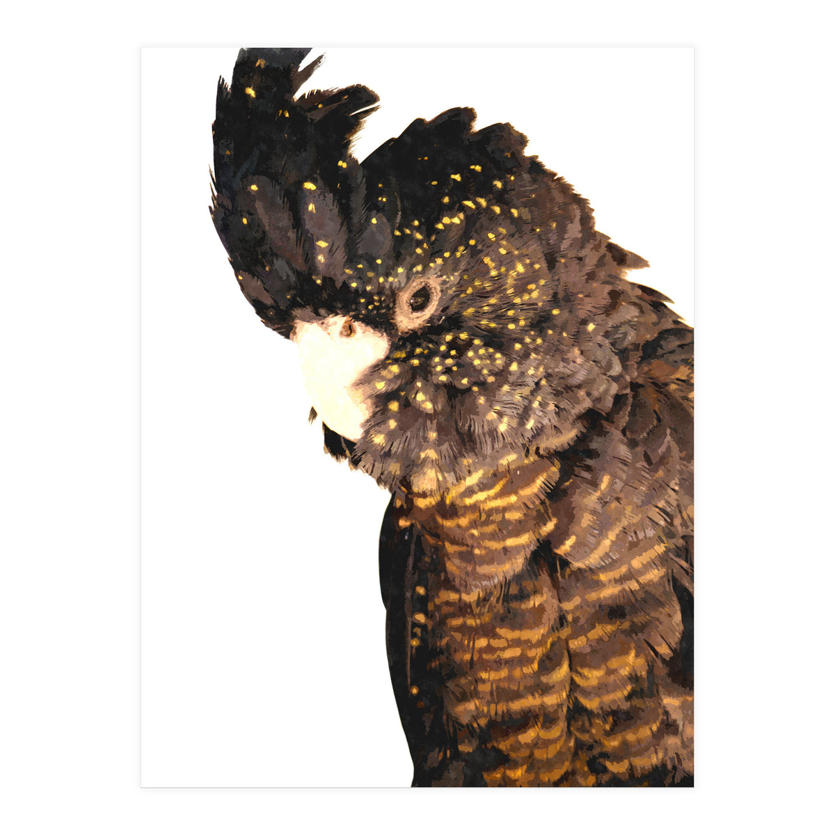 Black Cockatoo  (Print Only)