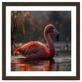 Pink Flamingo Swimming In Sunlight Water thumbnail