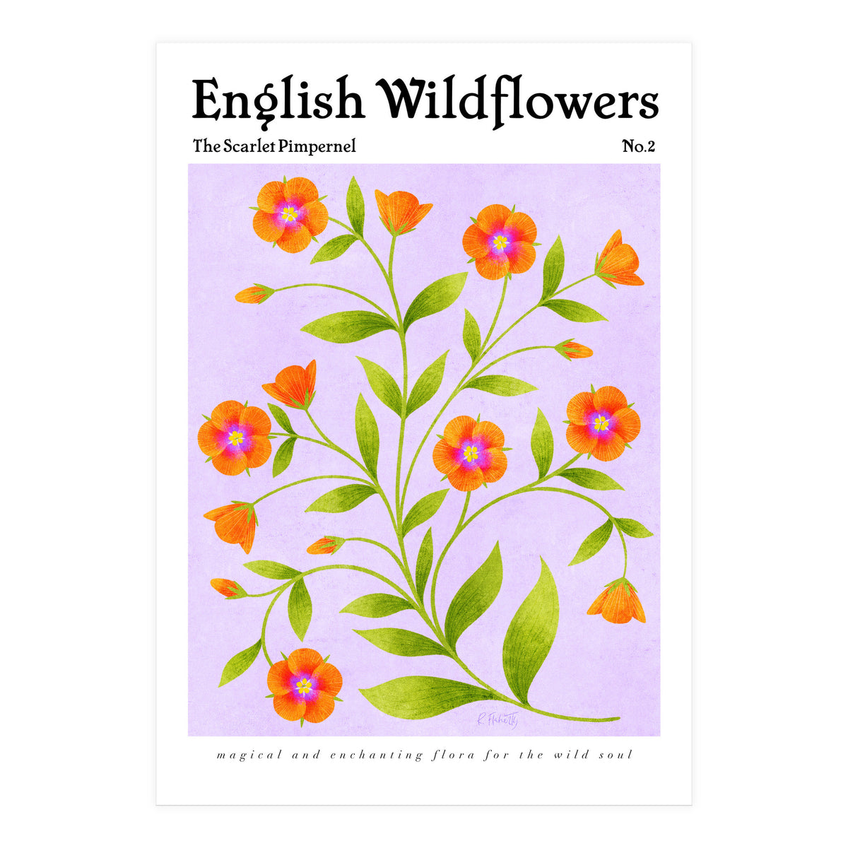 English Wildflowers | Scarlet Pimpernel  (Print Only)