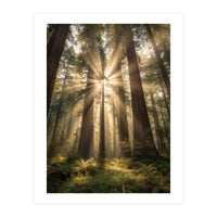 Ethereal Redwood Sanctuary: Sunbeams in the Ancient Forest (Print Only)