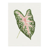 Caladium ‘Carolyn Whorton’ Leaf (Hand Drawn Illustration) (Print Only) thumbnail