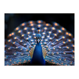 Close Up Peacock Showing Its Beautiful Feathers (Print Only) thumbnail