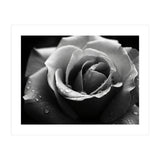 Ethereal Monochromatic Rose Petal Macro (Print Only) thumbnail