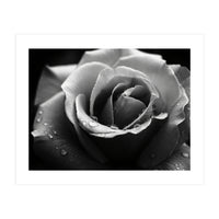 Ethereal Monochromatic Rose Petal Macro (Print Only)