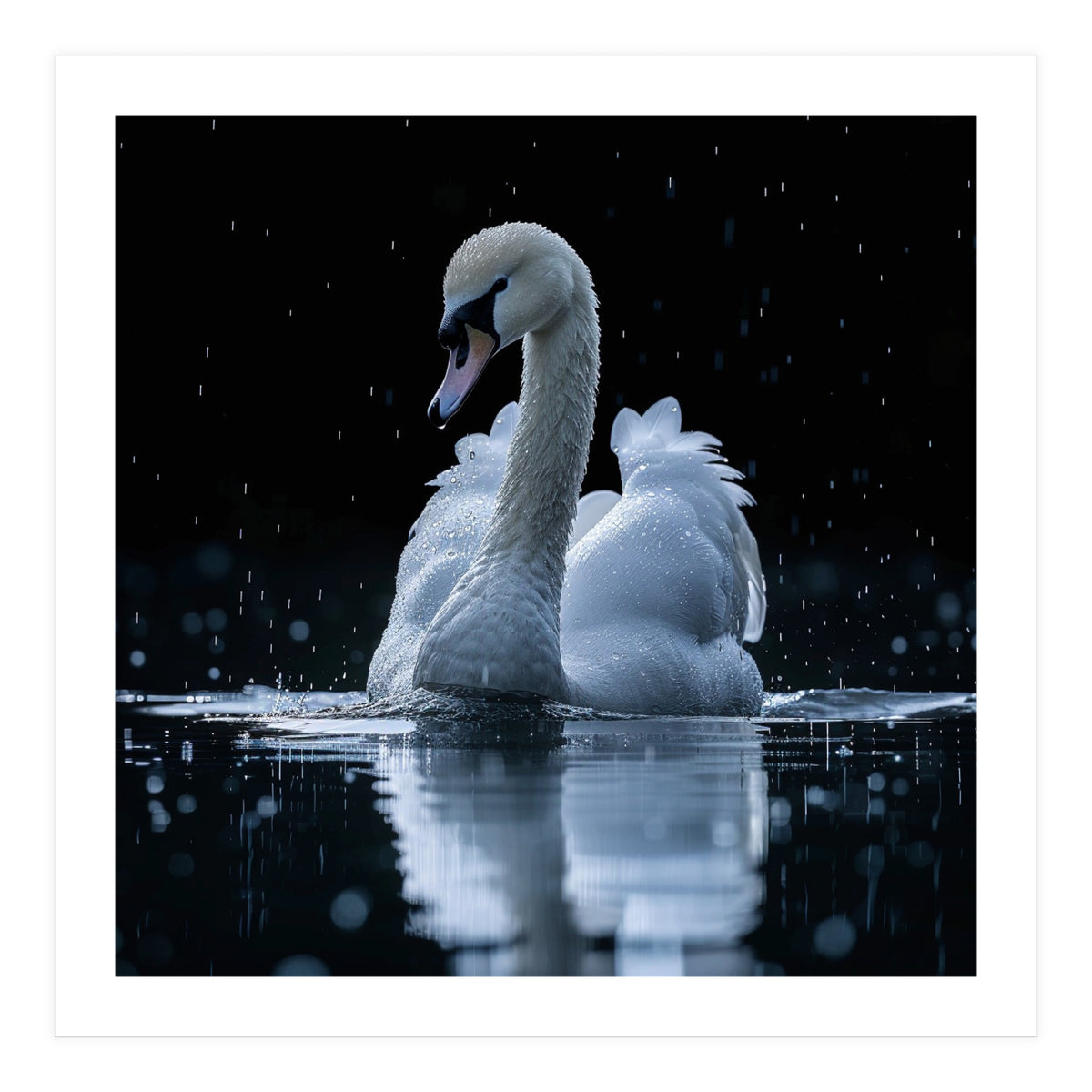 Majestic Swan Swimming In Dark Water (Print Only)