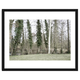 Sole white birch in the trees thumbnail