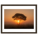 Tree at sunrise thumbnail