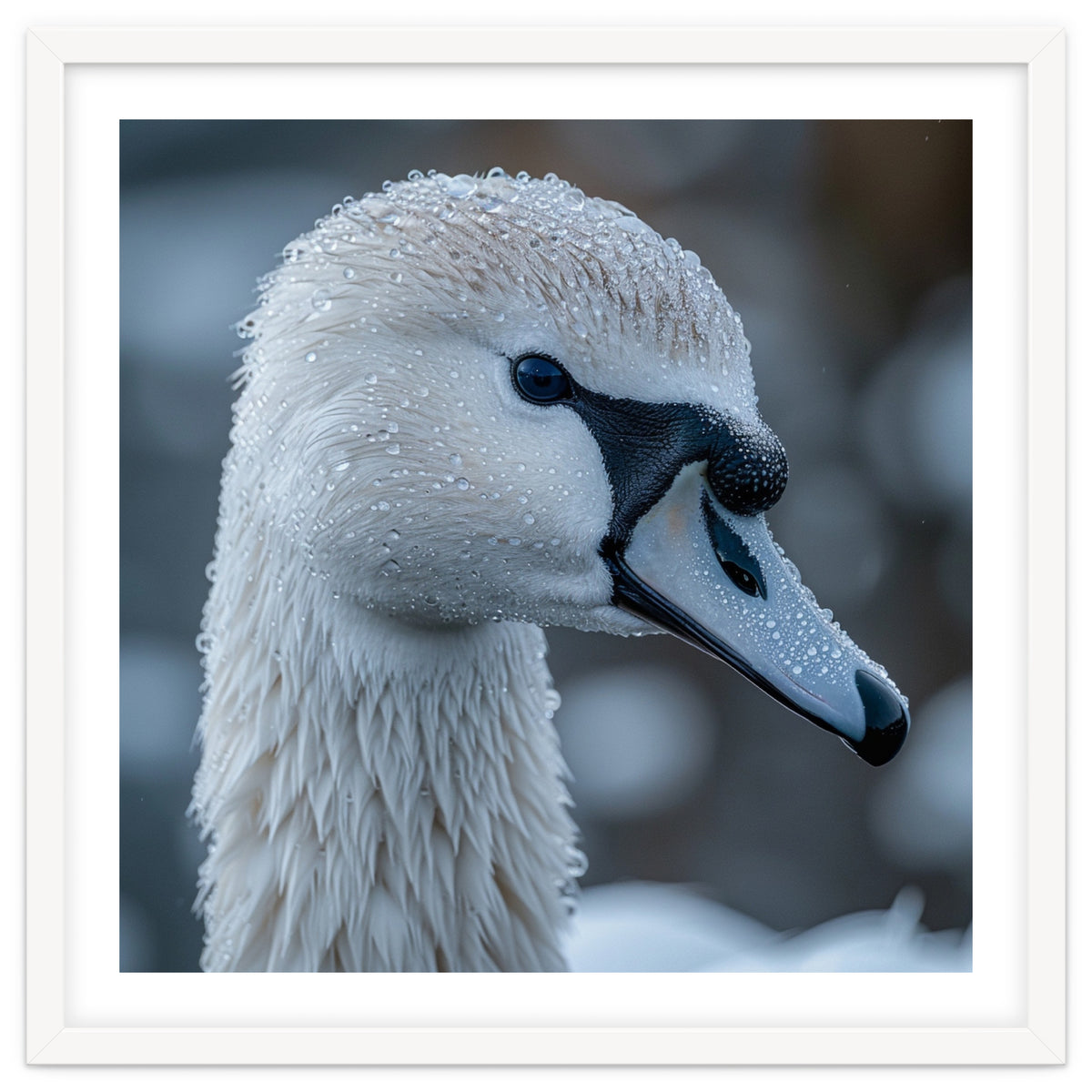 Close Up Of A Swan Head Covered In Water Droplets