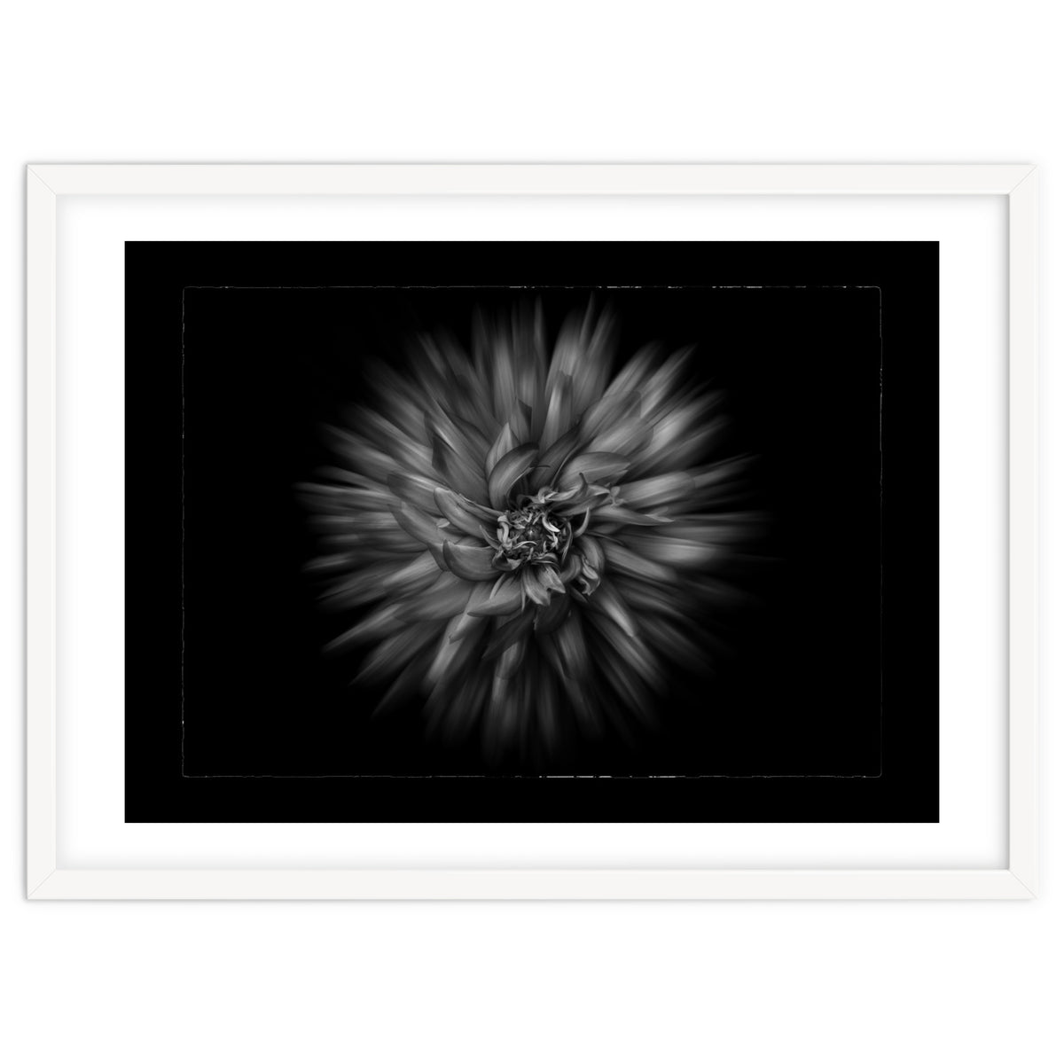 Backyard Flowers In Black And White No 20 Flow Version with Border