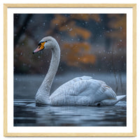 Swan Floating Gracefully On Water In Autumn