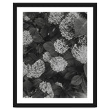 Hydrangeas | Black & White Portrait thumbnail