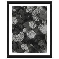 Hydrangeas | Black & White Portrait