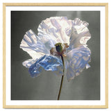 Shirley Poppy | Morning Silk thumbnail
