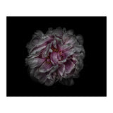 Backyard Flowers No 118 Color Version (Print Only) thumbnail