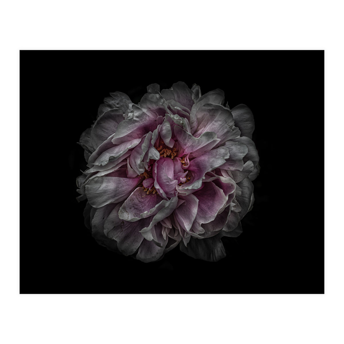 Backyard Flowers No 118 Color Version (Print Only)