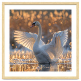 Swan Spreading Wings In Water Sunlight thumbnail