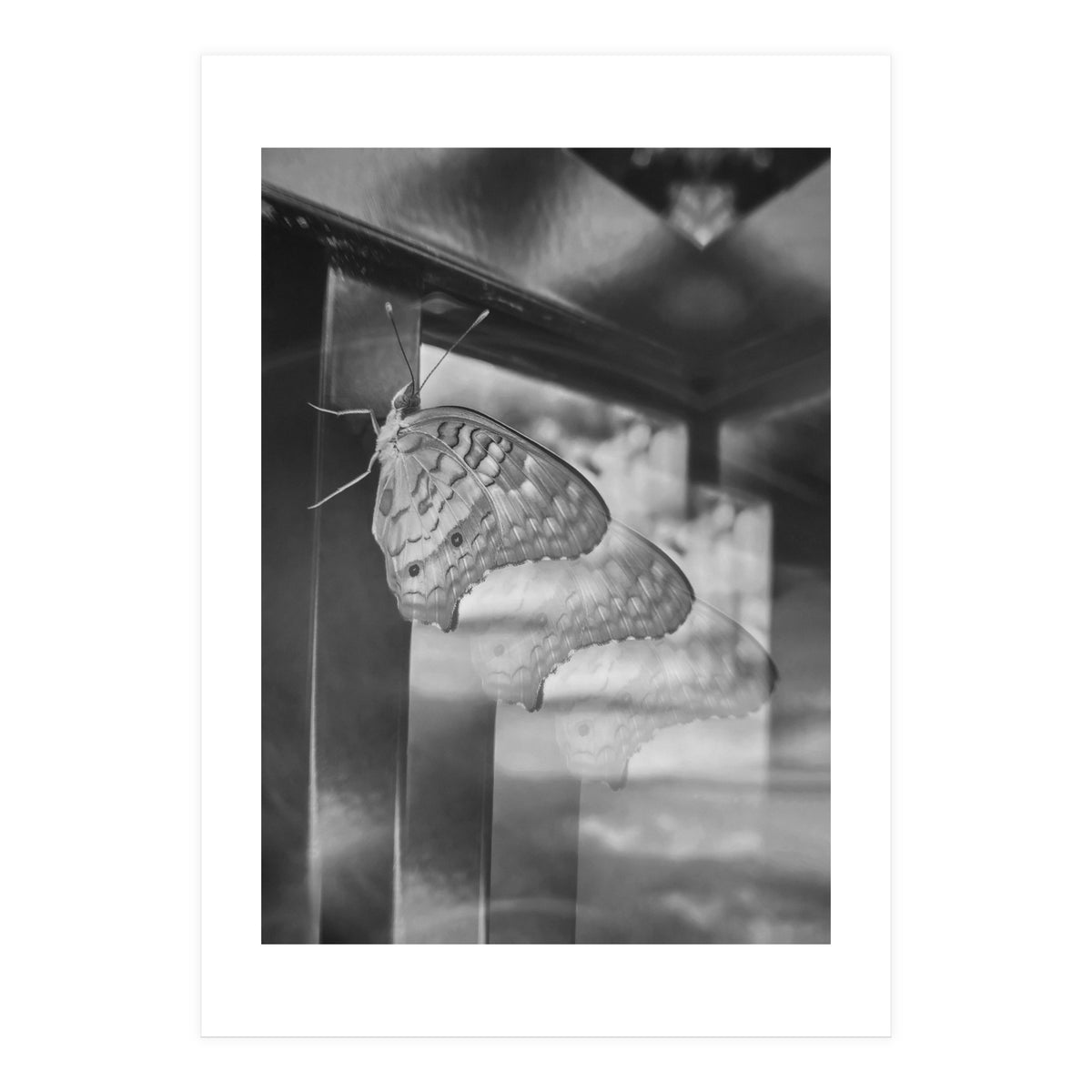 Evolving | Black & White (Print Only)