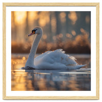 Majestic Swan Gliding On Water At Sunset