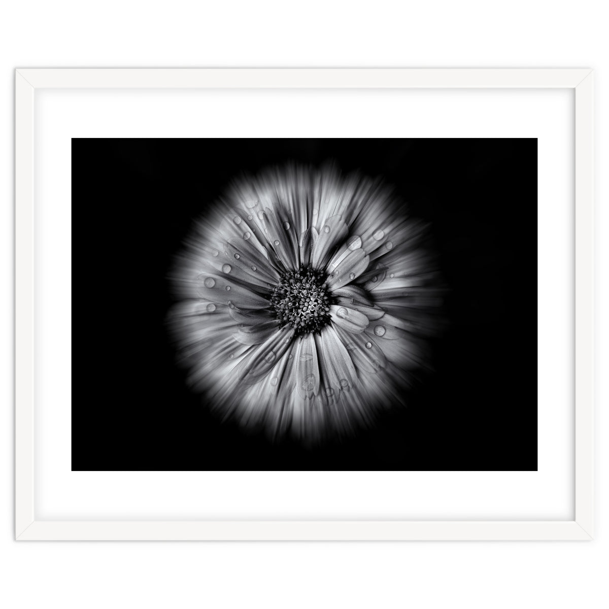 Backyard Flowers In Black And White No 10 Flow Version