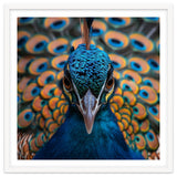 Close Up Peacock Head And Eye With Feathers thumbnail