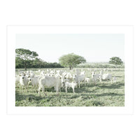 LIVING TOGETHER - WHITE COWS FAMILY (Print Only)