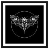 Deaths Head Moth thumbnail