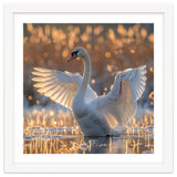 Swan Spreading Wings In Water Sunlight thumbnail