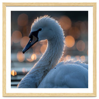 Close-up Shot of a Swan with Water Droplets