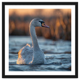 Elegant Swan Gliding On Water At Sunset thumbnail