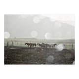Horses under the sun shower - Iceland (Print Only) thumbnail