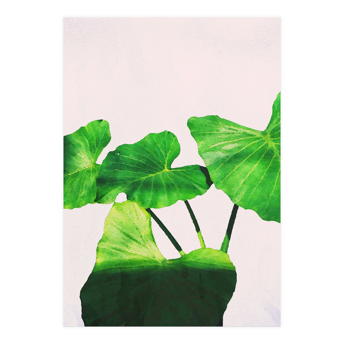 Taro Dimensionality (Print Only)