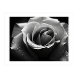 Ethereal Monochromatic Rose Petal Macro (Print Only) thumbnail