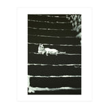 Cat On Stairs (Print Only) thumbnail