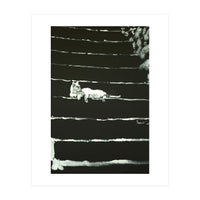 Cat On Stairs (Print Only)