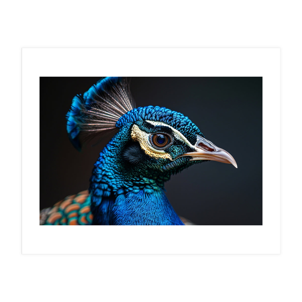 Close Up Peacock Head Blue Green Feather  (Print Only)