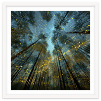 Enchanted Night Forest with Glowing Fireflies